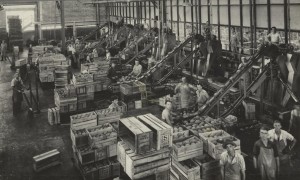 Process workers at work at the Golden Circle cannery in Northgate, Australia.