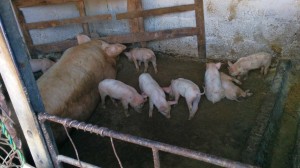 Pig with Piglets