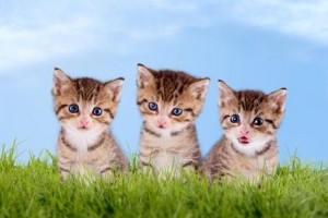 Three Kittens