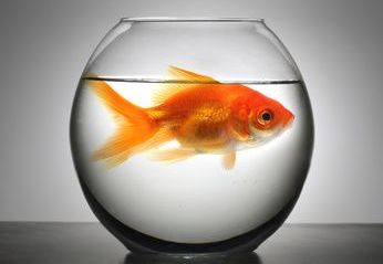 Large Fish in Small Bowl