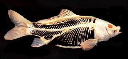 Fish Skeleton
