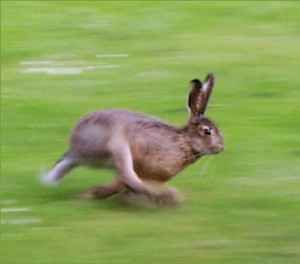 Running Rabbit