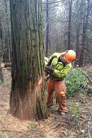 Forrest Worker