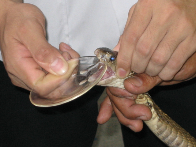 Snake Milking for Antivenom