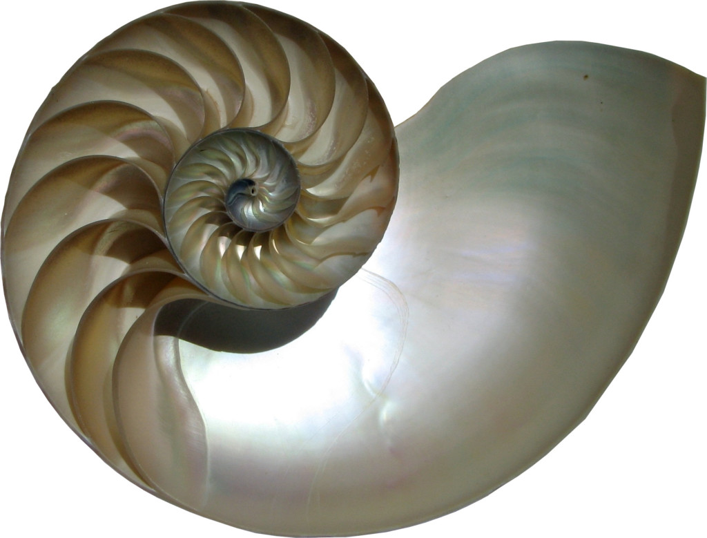 Nautilus Shell